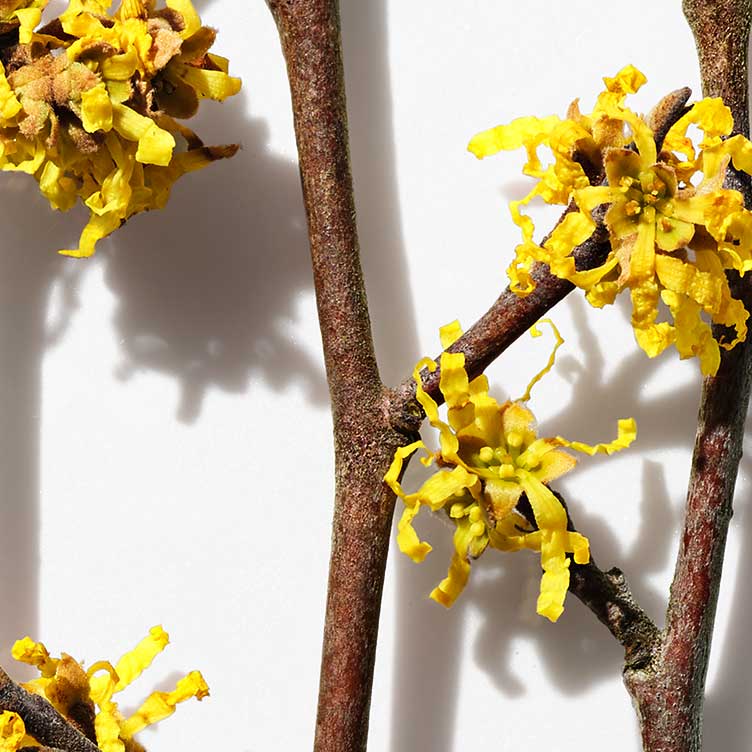 Witch Hazel